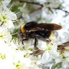 Bombus vestalis
