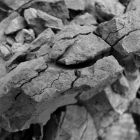 Shale