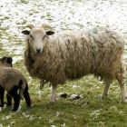 Lambs in the snow  23-03-2008 12-48-08.JPG